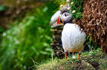 Puffin Tour