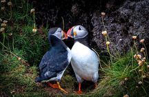 Puffin Tour