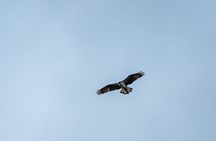 Puffin Tour