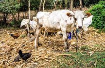 Multi-Day Village Stay: Cook, Milk Cows, Fetch Water with Donkey