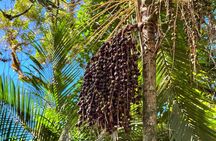 Tijuca Forest: Tour with Waterfalls and Caves