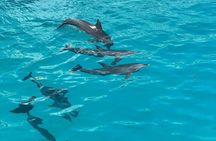 Private Speedboat, Swim With Dolphins & Island Snorkel - Hurghada