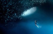 Cebu Tumalog, Inambakan Falls, Sardines and Whaleshark Watching