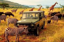 Day Trip Private Safari in Akagera Park with hotel pickup
