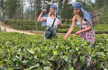 Nuwara eliya Tea Picking/testing & Waterfalls Tours with Tuk Tuks
