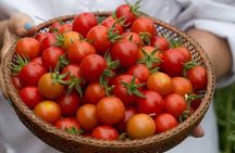 Greek 8 Course Cooking Class in Athens With Drink