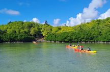 Kayaking Mangroves Mauritius 
