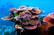 Island Day Tour Santo's Best Snorkeling Marine Sanctuary