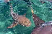  Caye Caulker Private Boat Tour Experience