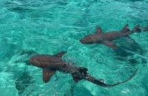 Caye Caulker Private Boat Tour Experience