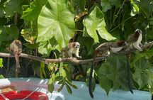 Lake Gatun Nature Cruise Panama Canal Experience