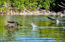 Guided Mangrove Eco Tours Kayak or Paddleboard Adventure