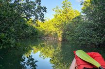 Guided Mangrove Eco Tours Kayak or Paddleboard Adventure
