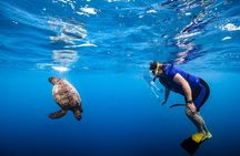 Waikiki Turtle Canyon Snorkel: Turtles Guaranteed