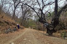 MTB Bike Tour: Santo Domingo Tomaltepec and Monkey Tree