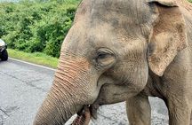 Sri Lanka at a Glance - 10 Days - All In One Private Tour
