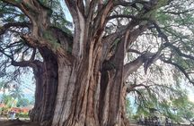 MTB Bike Tour: Tule Tree through the country-side