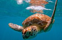 Akumal Snorkeling With Turtles