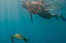 Swim with Wild Sea Turtles in Akumal Bay: Small-Group Snorkel