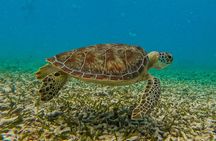 Akumal Snorkeling With Turtles