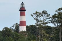 Wildlife Boat Tour with Wild Ponies and Dolphins in Chincoteague
