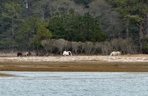 Wildlife Boat Tour with Wild Ponies and Dolphins in Chincoteague