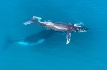 Noosa Whale Watching Tours