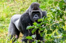 3 Day Gorilla Trekking at Bwindi impenetrable Forest