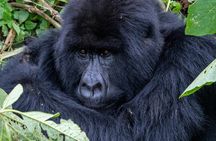 3 Day Gorilla Trekking at Bwindi impenetrable Forest