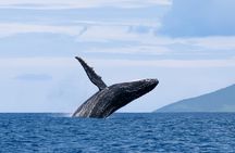 Half day Whales watching PRIVATE group