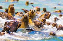 Paracas Full Day Tour