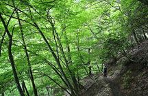 Hiking Adventure to Mt. Mitake, escaping from the Heart of Tokyo