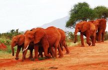 2 Days Tsavo East and West Safari Wildlife Scenic Tour
