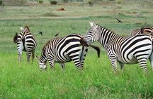 2 Days Tsavo East and West Safari Wildlife Scenic Tour