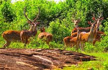 Exclusive: 2 Nights Family Treehouse Experience with Yala Safaris