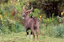 Discover Tour to Bale Mountains NP incl. Addis Ababa (3day)