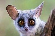 Hluhluwe-iMfolozi Park - Private Group Half Day Safari