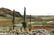 Discover Tour to Bale Mountains NP incl. Addis Ababa (3day)