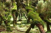 Discover Tour to Bale Mountains NP incl. Addis Ababa (3day)