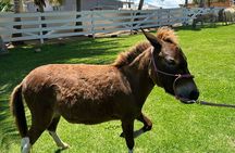 Guided Hike with Miniature Donkeys to a Secluded Beach