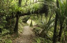 Ultimate Auckland Experience Full Day Tour with Brewery Lunch 