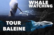 WHALE TOUR - Watching and Swimming with Whales