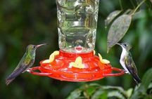 Mindo Cloudforest Full Day Private Tour Transportation from Quito