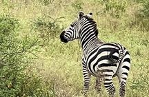 5 Days: Serengeti ,Ngorongoro and Tarangire Safari