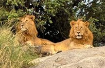 5 Days: Serengeti ,Ngorongoro and Tarangire Safari