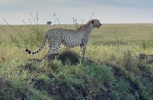 5 Days: Serengeti ,Ngorongoro and Tarangire Safari