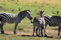 5 Days: Serengeti ,Ngorongoro and Tarangire Safari