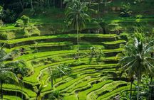 Bali: Amazing Ubud waterfall, Penglipuran village, & Tirta Empul 