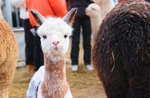 HELSINKI: Alpaca Walk Tour (VIP service)