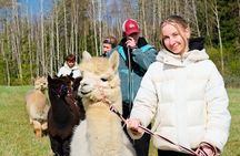 HELSINKI: Alpaca Walk Tour (VIP service)